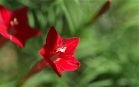 One red flower close-up, green background