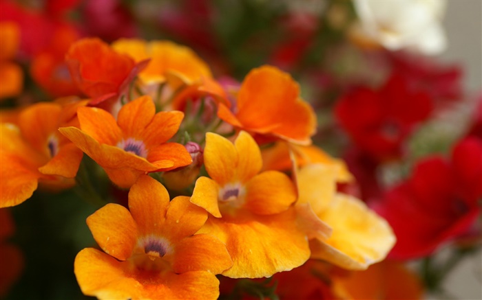 Orange flower petals close-up Wallpapers Pictures Photos Images