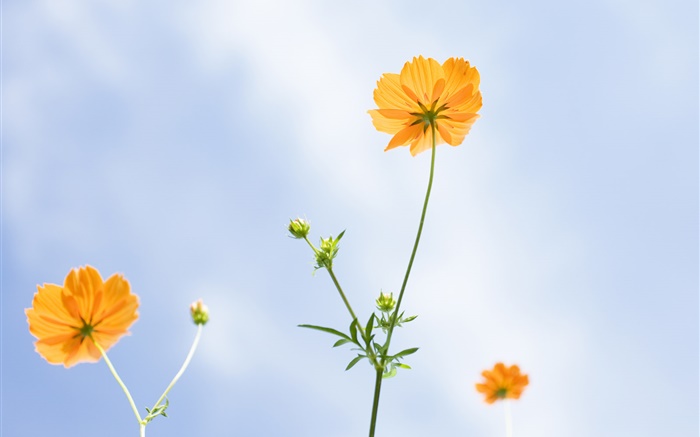 Orange flowers, summer, blue sky Wallpapers Pictures Photos Images