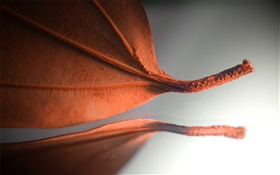 Orange leaf, creative pictures HD wallpaper