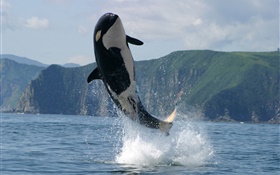 Orca jumping, sea, water splash HD wallpaper
