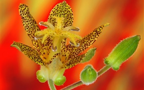 Orchid flower petals close-up HD wallpaper