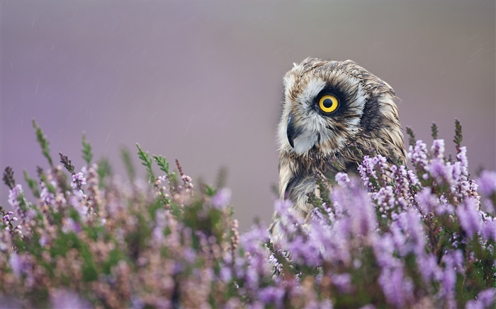 Owl in the lavender flowers Wallpapers Pictures Photos Images