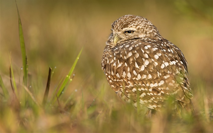 Owl sleep, bird, grass Wallpapers Pictures Photos Images