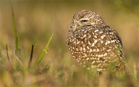 Owl sleep, bird, grass