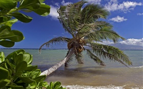 Palm tree, sea, water, Hawaii, USA HD wallpaper