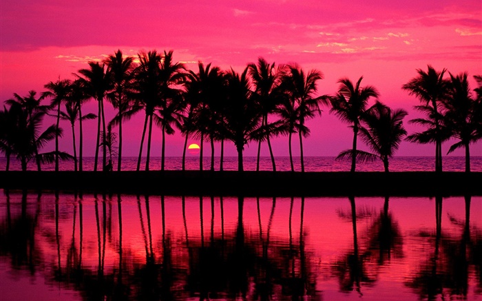 Palm trees, sketch, red sky, sunset, sea Wallpapers Pictures Photos Images