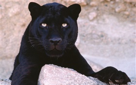 Panthers alert
