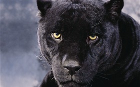 Panthers face