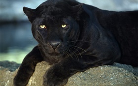 Panthers, yellow eyes HD wallpaper