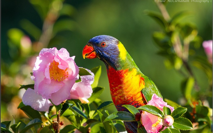 Parrot, bird, pink flower, twigs Wallpapers Pictures Photos Images