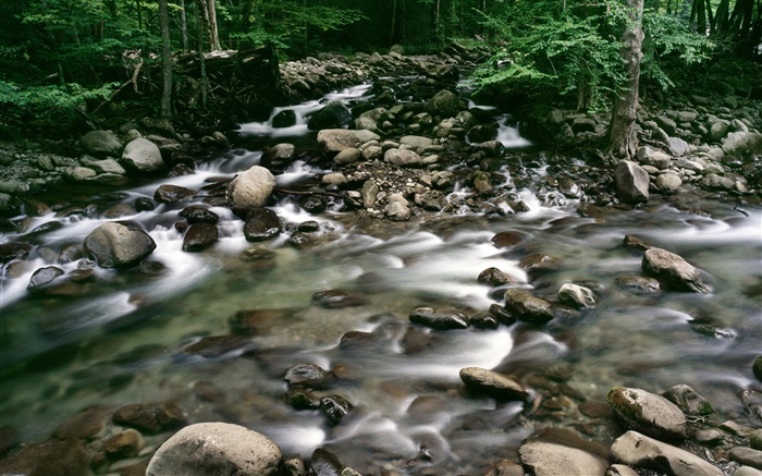 Pebbles, creek, forest Wallpapers Pictures Photos Images
