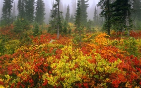 Pine trees, autumn, dawn, mist HD wallpaper