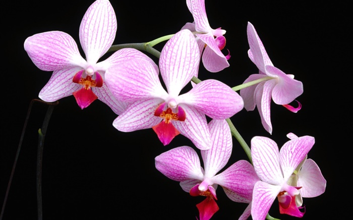 Pink Phalaenopsis, black background Wallpapers Pictures Photos Images
