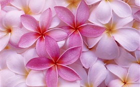 Pink and white petals frangipani, water drops HD wallpaper