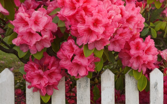 Pink azaleas, fence Wallpapers Pictures Photos Images