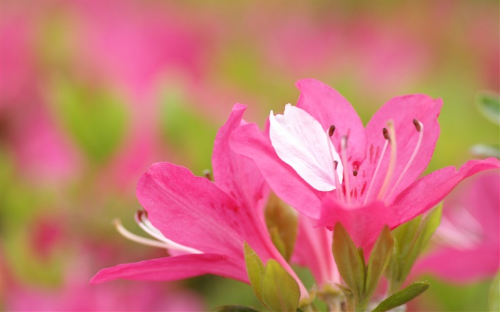 Pink azaleas petals close-up Wallpapers Pictures Photos Images