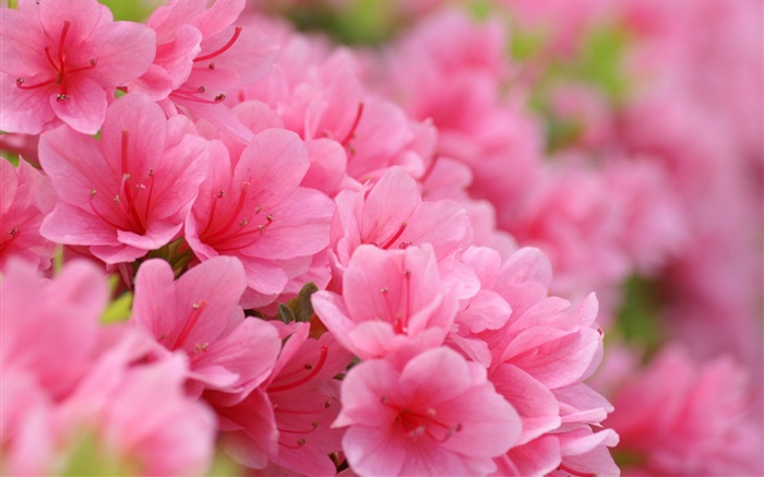 Pink azaleas Wallpapers Pictures Photos Images