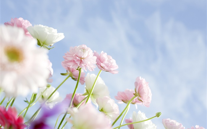 Pink carnations flowers Wallpapers Pictures Photos Images