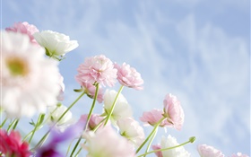 Pink carnations flowers HD wallpaper