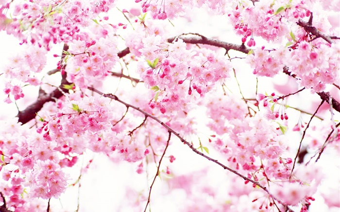 Pink cherry flowers bloom, spring Wallpapers Pictures Photos Images