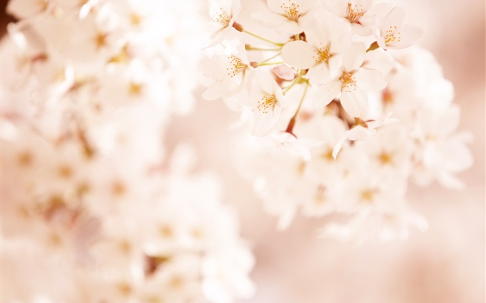 Pink cherry flowers, bokeh Wallpapers Pictures Photos Images