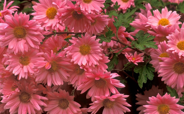 Pink chrysanthemum flowers close-up Wallpapers Pictures Photos Images
