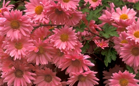 Pink chrysanthemum flowers close-up