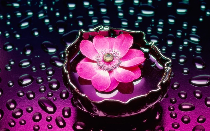 Pink flower close-up, water drops Wallpapers Pictures Photos Images