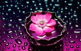 Pink flower close-up, water drops