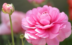 Pink flower macro photography, petals, bokeh