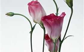 Pink flowers close-up, blur background
