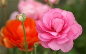Pink flowers close-up, bokeh
