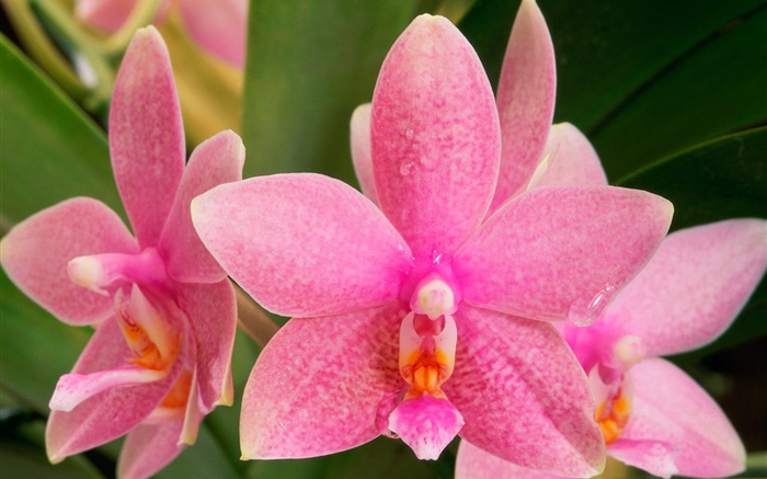 Pink flowers close-up, phalaenopsis, dew Wallpapers Pictures Photos Images