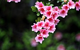 Pink flowers, twigs, spring HD wallpaper