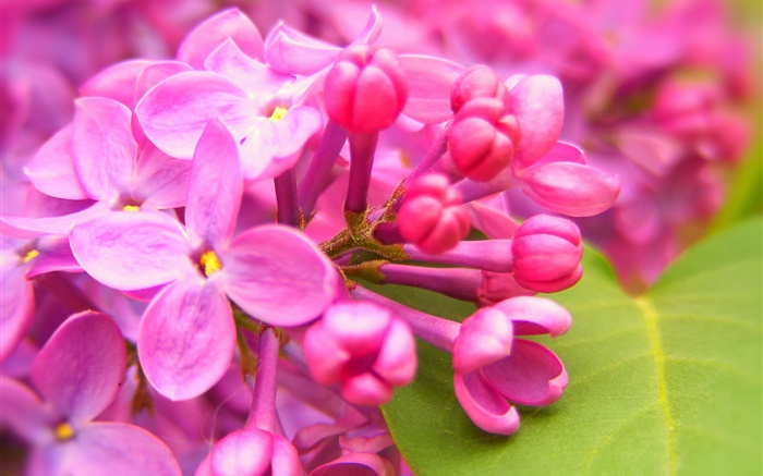 Pink lilac flowers Wallpapers Pictures Photos Images
