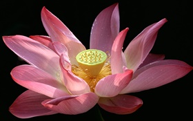 Pink lotus flower close-up, dew, black background