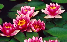 Pink lotus flowers in pond