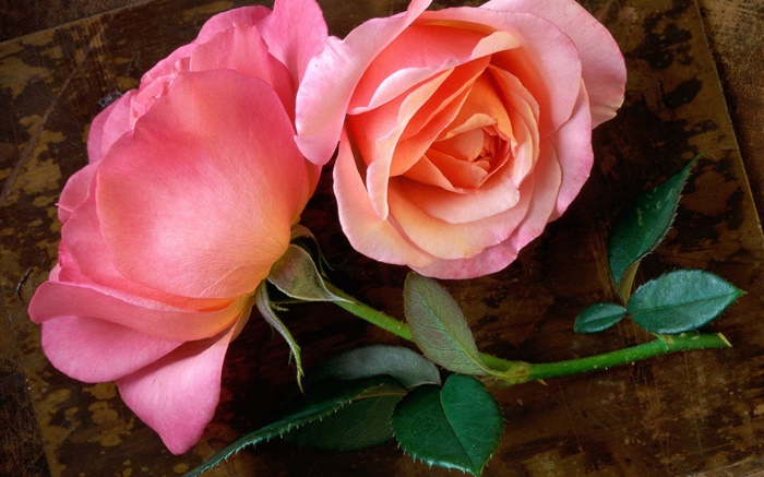 Pink rose flower on the wood board Wallpapers Pictures Photos Images