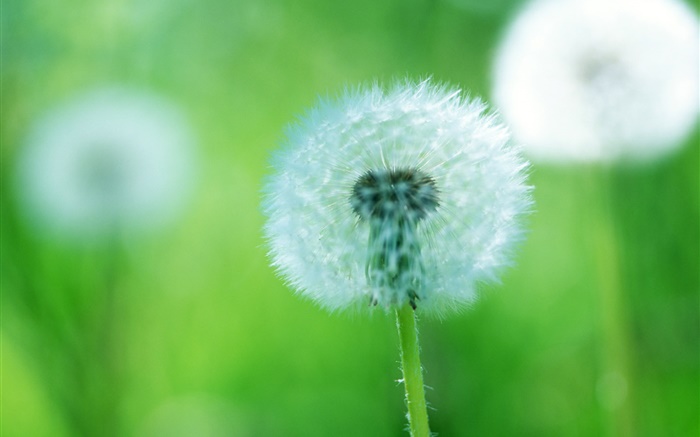 Plants close-up, dandelion flowers, green background Wallpapers Pictures Photos Images