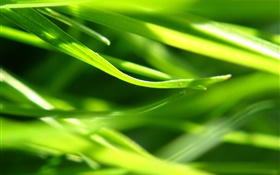 Plants close-up, grass, green HD wallpaper