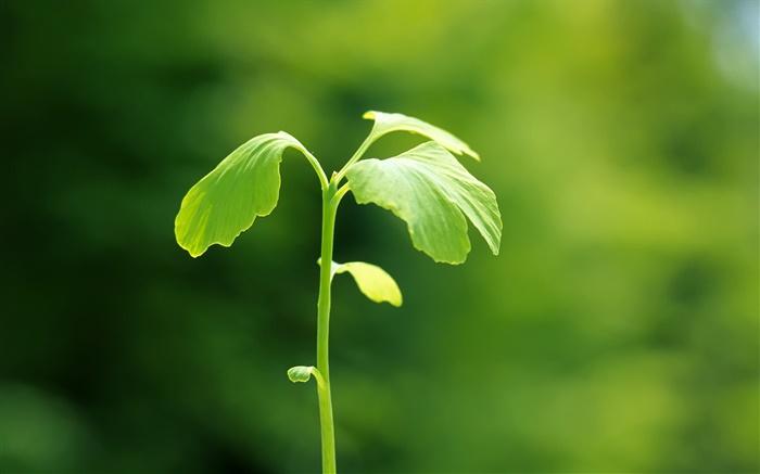 Plants close-up, green, spring, bokeh Wallpapers Pictures Photos Images