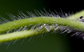 Plants close-up, stem, villi, dew