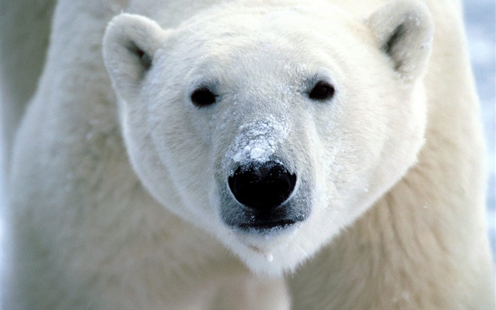 Polar bear face close-up Wallpapers Pictures Photos Images