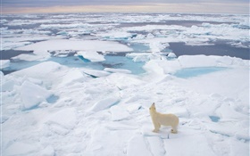 Polar bear look to the sea, thick snow