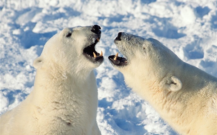 Polar bear yawn Wallpapers Pictures Photos Images