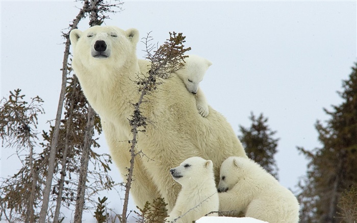 Polar bears family, snow, cubs Wallpapers Pictures Photos Images