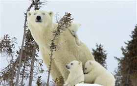 Polar bears family, snow, cubs HD wallpaper
