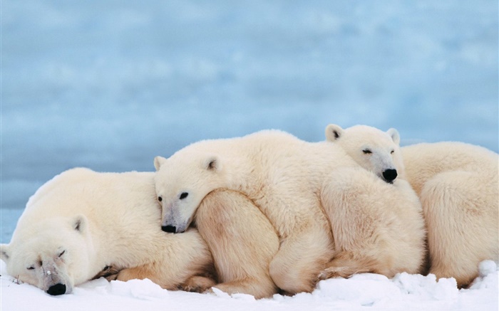 Polar bears hold together for warmth sleep Wallpapers Pictures Photos Images