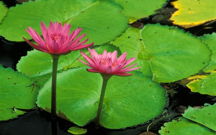 Pond, green leaves, pink lotus Wallpapers Pictures Photos Images